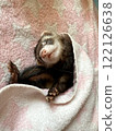 Human-like napping ferret 122126638