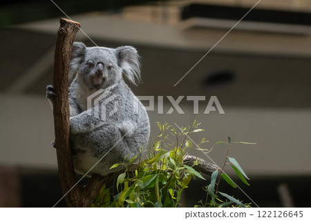Cute koala relaxing on a tree Cute koala relaxing on a tree 122126645