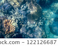 Vibrant Coral Reef Underwater Scene 122126687