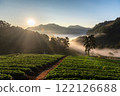 Serene Sunrise Over Lush Green Valley of Nor Lair Strawberry plantation 122126688