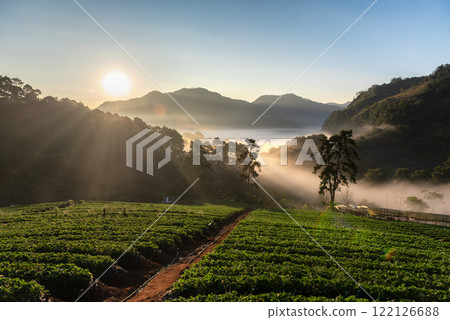 Serene Sunrise Over Lush Green Valley of Nor Lair Strawberry plantation 122126688