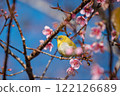 Bird Perched on Cherry Blossom Branch in Springtime 122126689