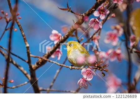 Bird Perched on Cherry Blossom Branch in Springtime Bird Perched on Cherry Blossom Branch in Springtime 122126689