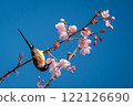 Colorful Bird on Cherry Blossom Branch 122126690
