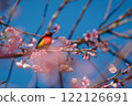 Vibrant Bird Among Cherry Blossom Branches 122126691