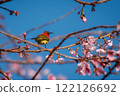Colorful Bird on Cherry Blossom Branch 122126692