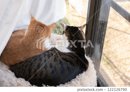 Back view of two cats relaxing by the window Back view of two cats relaxing by the window 122126790