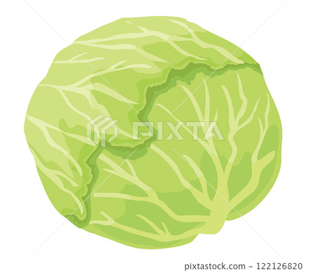 cabbage  122126820