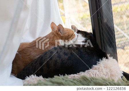 Back view of two cats relaxing by the window 122126836