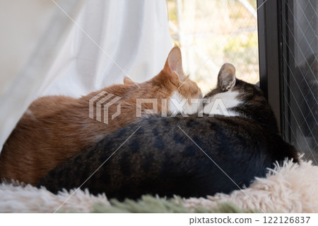 Back view of two cats relaxing by the window 122126837