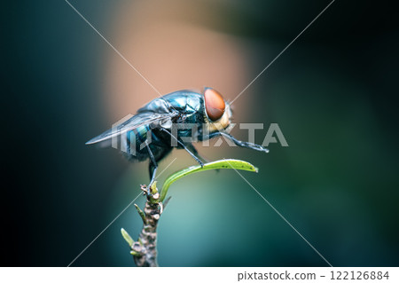 Blue Bottle Fly Blue Bottle Fly 122126884