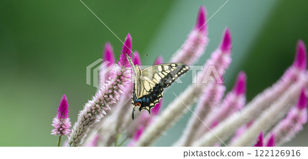 Swallowtail butterfly that sticks to the flower 122126916