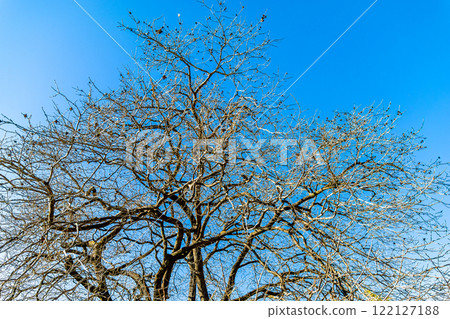 墮落的冬天zelkova 墮落的冬天zelkova 122127188