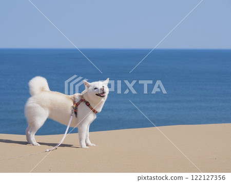 Spectacular views of the Tottori Sand Dunes and Shiba Inu 122127356