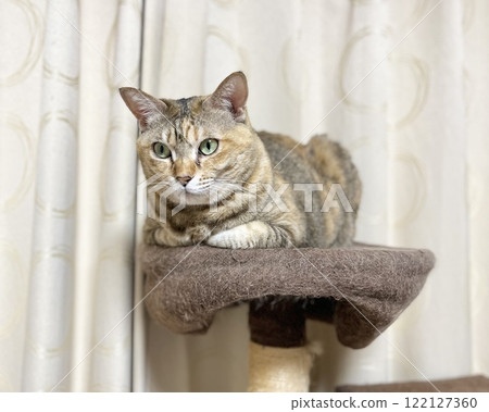 A sleepy brown pheasant cat sitting on a cat tower 122127360