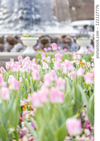 Tulip landscape 122127776