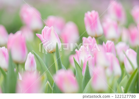 Tulips at Funabashi Andersen Park 122127780