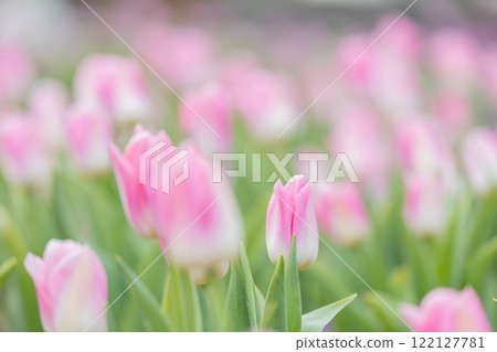 Tulips at Funabashi Andersen Park 122127781