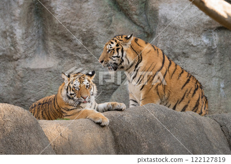 岩石區的東北虎兄妹 122127819