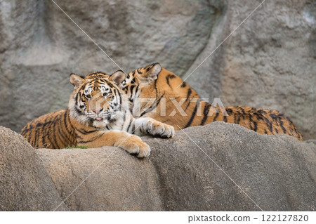 Amur tiger brother and sister on rocks Amur tiger brother and sister on rocks 122127820