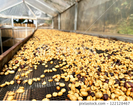 coffee beans drying on a raised mesh bed inside a greenhouse. The beans, in various stages of drying, display golden hues with some darker ones interspersed, coffee processing method used in farms 122128467