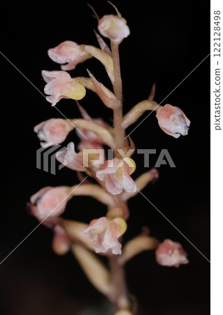 天然植物 Kagomeran,花。淡粉紅色的白色小花長在直立花梗上的穗狀花序。 天然植物 Kagomeran,花。淡粉紅色的白色小花長在直立花梗上的穗狀花序。 122128498