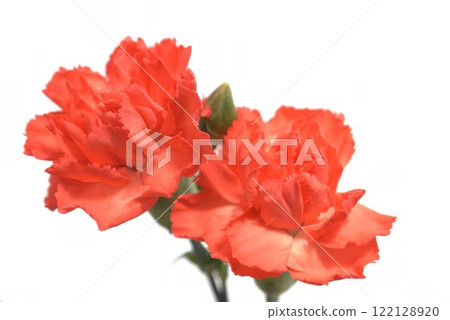 Red carnation 122128920