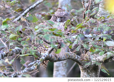 A Blakiston's fish owl perched on a tree in the Shiretoko Peninsula, Hokkaido during the day 122129015