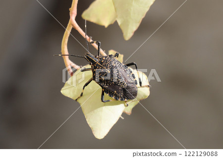 馬達拉蟲 122129088