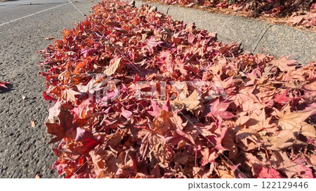 Fallen autumn leaves on the road 1 Fallen autumn leaves on the road 1 122129446
