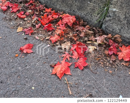 Fallen leaves turning red Fallen leaves turning red 122129449