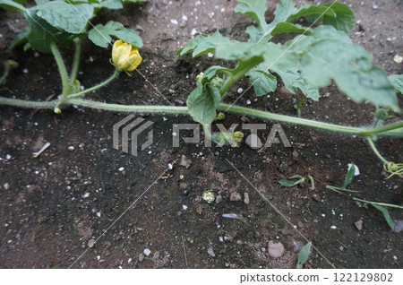 watermelon   122129802