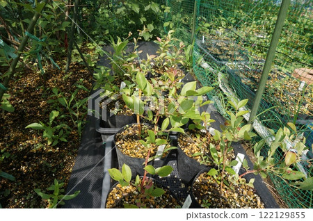 blueberry cuttings 122129855