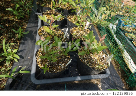 blueberry cuttings blueberry cuttings 122129856