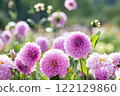 Pink dahlia flower in the sunlight 122129860