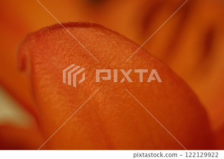 Beautiful lily petals 122129922