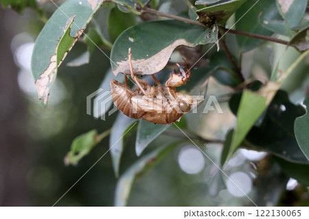 Cicada shell Cicada shell 122130065