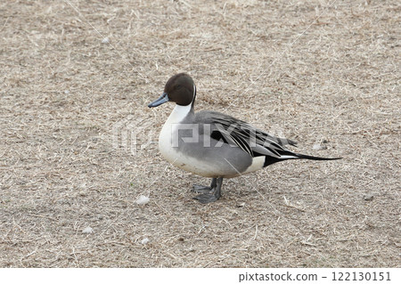 雄性針尾鴨 122130151