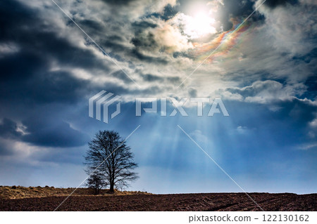 Oak tree in the evening light, Lithuania Europe Oak tree in the evening light, Lithuania Europe 122130162