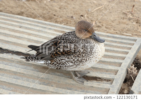 Pintail Duck Female 122130171
