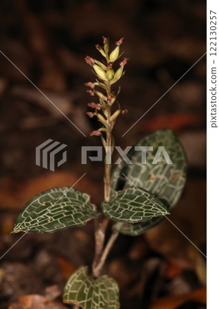 Nature Plants: A kagomelanthus, just after the flower has finished blooming. The ovary is beginning to swell. 122130257