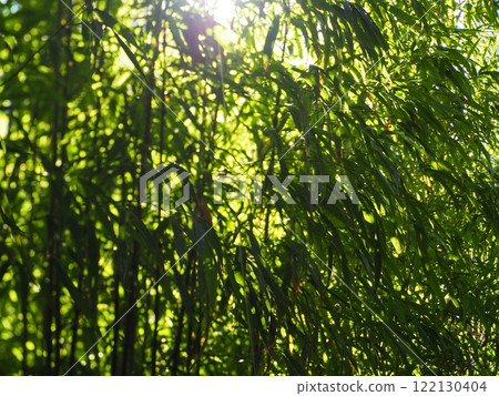 Bamboo grove Bamboo grove 122130404