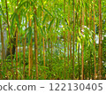  Bamboo grove 122130405