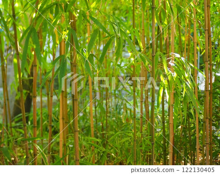 Bamboo grove Bamboo grove 122130405