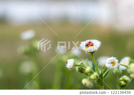 Red-black ladybug on a white chamomile on a blurred background. Place for an inscription. Wildlife in the meadow. Copy space. Red-black ladybug on a white chamomile on a blurred background. Place for an inscription. Wildlife in the meadow. Copy space. 122130436