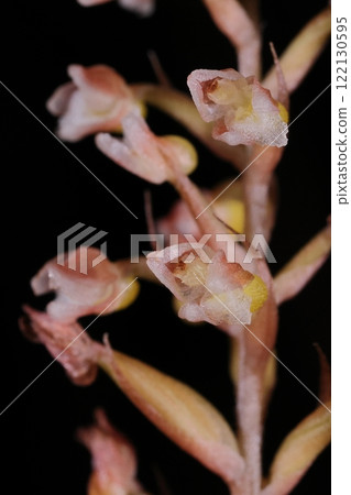 Nature Plants Kagomelan, each flower is less than 5mm long. The petals and sepals are angled, but can you see the three-petaled style? 122130595