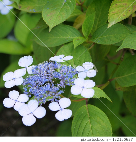 Gaku hydrangea 122130657