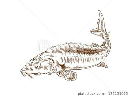 Vector image of a sturgeon in the style of a hand-drawn outline on white background. 122131055
