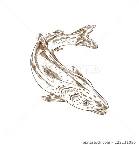 Salmon or trout fish vector engraved hand drawn illustration, sea or ocean fauna wildlife, sea food ink sketch isolated 122131056
