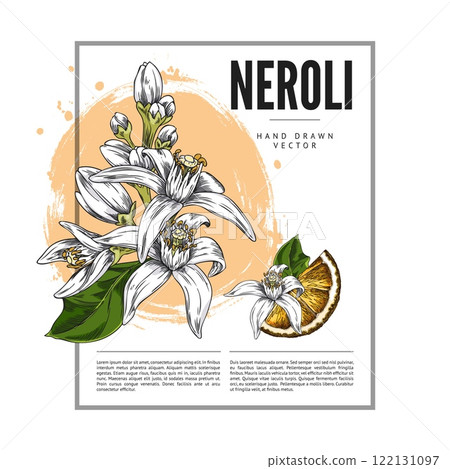 Vector poster with white flowers stuck on branches, hand-drawn with orange oranges on white background. Vector poster with white flowers stuck on branches, hand-drawn with orange oranges on white background. 122131097